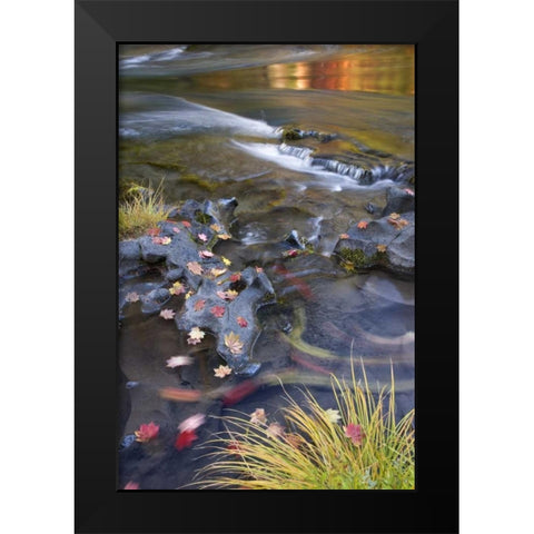 OR, Rogue River NF Leaves and autumn reflections Black Modern Wood Framed Art Print by Paulson, Don