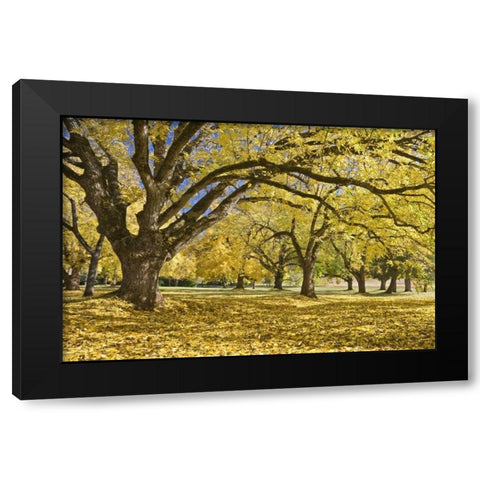 Oregon, Joseph H Stewart Walnut trees in autumn Black Modern Wood Framed Art Print by Paulson, Don