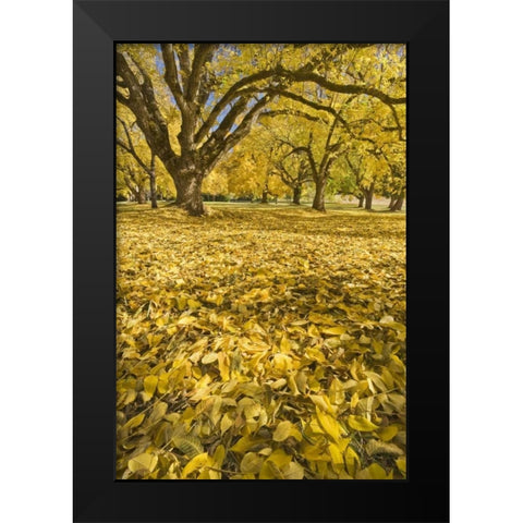 Oregon, Joseph H Stewart Walnut trees in autumn Black Modern Wood Framed Art Print by Paulson, Don