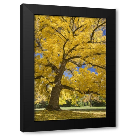 Oregon, Joseph H Stewart Walnut tree in autumn Black Modern Wood Framed Art Print by Paulson, Don
