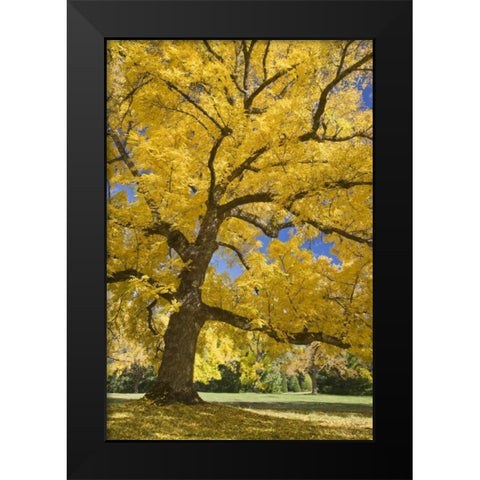 Oregon, Joseph H Stewart Walnut tree in autumn Black Modern Wood Framed Art Print by Paulson, Don