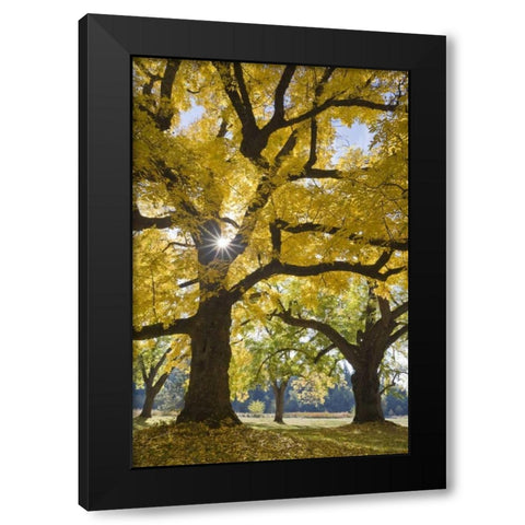 Oregon, Joseph H Stewart Walnut tree in autumn Black Modern Wood Framed Art Print by Paulson, Don