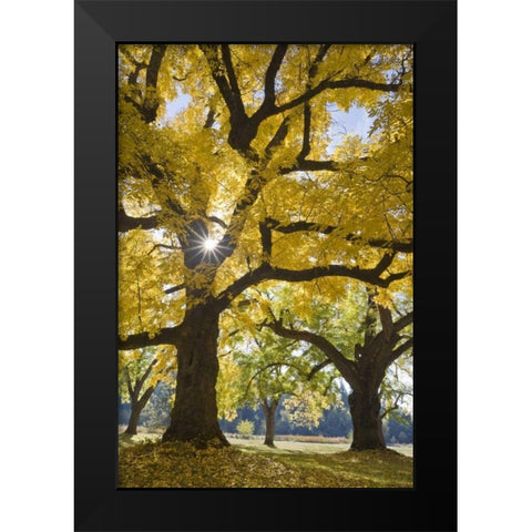 Oregon, Joseph H Stewart Walnut tree in autumn Black Modern Wood Framed Art Print by Paulson, Don