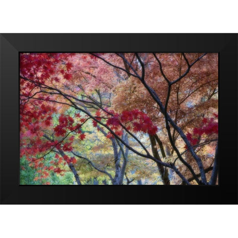 OR, Ashland Lithia Park maple trees in autumn Black Modern Wood Framed Art Print by Paulson, Don