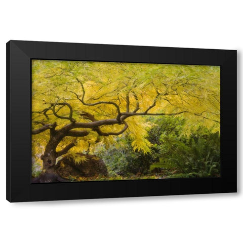 Oregon, Ashland Lithia Park yellow maple trees Black Modern Wood Framed Art Print by Paulson, Don