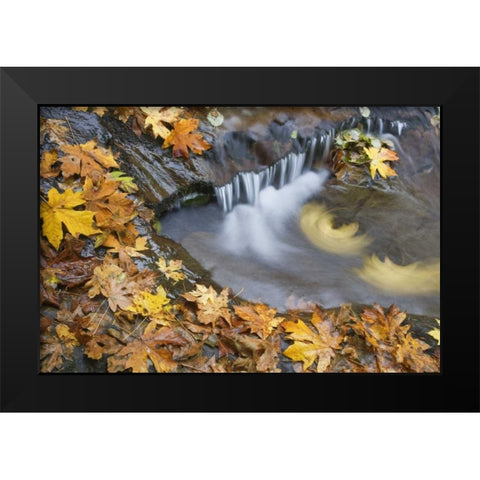 OR, Sweet Creek Maple leaves and stream eddy Black Modern Wood Framed Art Print by Paulson, Don