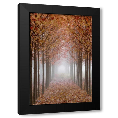 OR, Willamette Valley Autumn-colored maple trees Black Modern Wood Framed Art Print by Paulson, Don