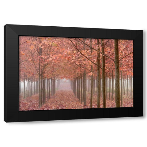 OR, Willamette Valley Autumn-colored maple trees Black Modern Wood Framed Art Print with Double Matting by Paulson, Don