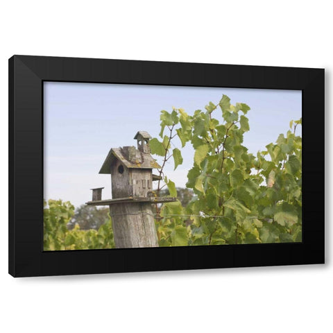 OR, Willamette Valley Birdhouse in vineyard Black Modern Wood Framed Art Print with Double Matting by Paulson, Don
