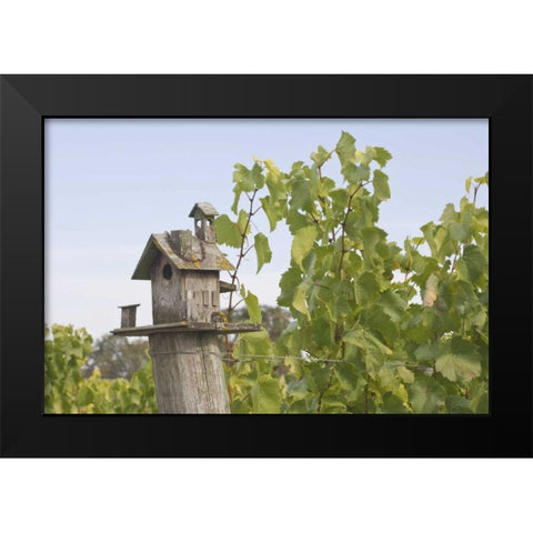 OR, Willamette Valley Birdhouse in vineyard Black Modern Wood Framed Art Print by Paulson, Don