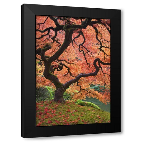 OR, Portland Japanese maple trees in autumn Black Modern Wood Framed Art Print with Double Matting by Paulson, Don