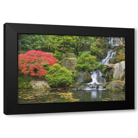 Oregon, Portland Waterfall flows into koi pond Black Modern Wood Framed Art Print with Double Matting by Paulson, Don