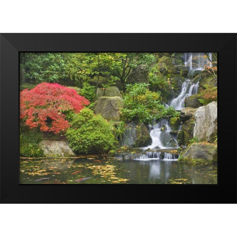 Oregon, Portland Waterfall flows into koi pond Black Modern Wood Framed Art Print by Paulson, Don