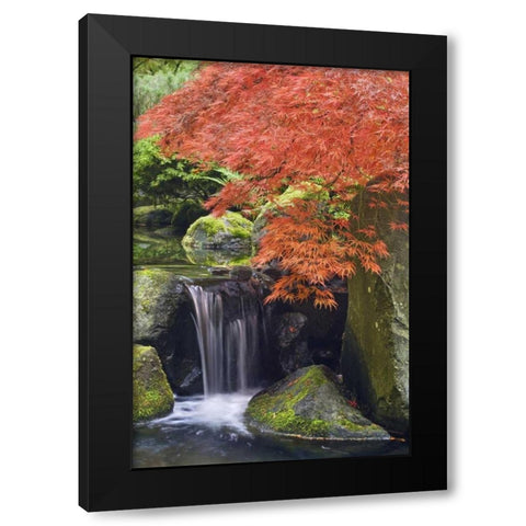 Oregon, Portland Waterfall and Japanese maple Black Modern Wood Framed Art Print by Paulson, Don