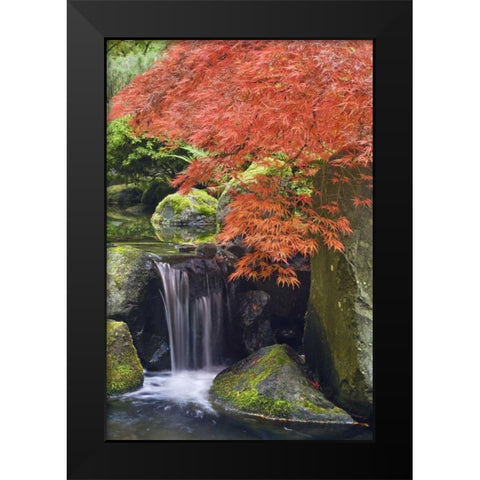 Oregon, Portland Waterfall and Japanese maple Black Modern Wood Framed Art Print by Paulson, Don