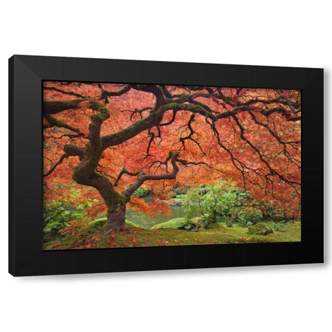OR, Portland Japanese maple tree next to a pond Black Modern Wood Framed Art Print with Double Matting by Paulson, Don