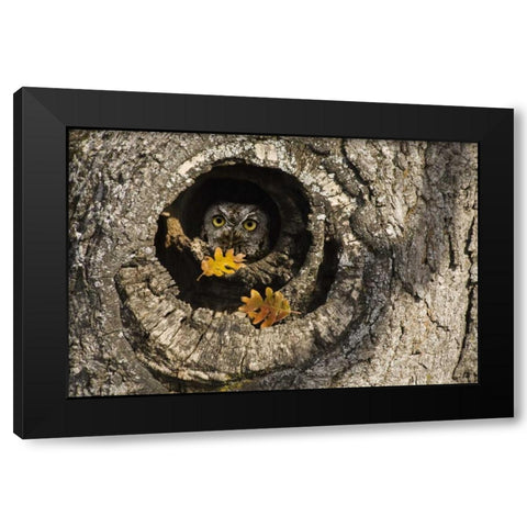 OR, Mosier Screech owl occupies knot hole Black Modern Wood Framed Art Print by Paulson, Don