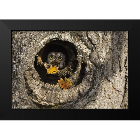 OR, Mosier Screech owl occupies knot hole Black Modern Wood Framed Art Print by Paulson, Don