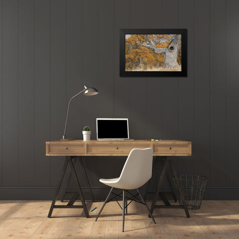 Oregon, Mosier Old oak tree with large knot hole Black Modern Wood Framed Art Print by Paulson, Don