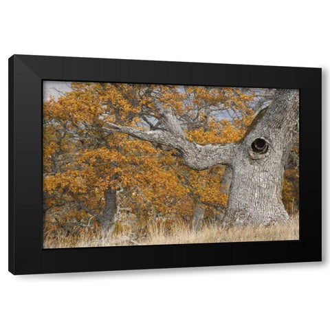 Oregon, Mosier Old oak tree with large knot hole Black Modern Wood Framed Art Print with Double Matting by Paulson, Don