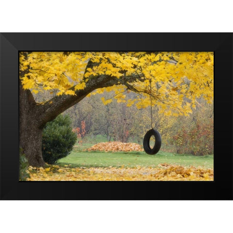 OR, Hood River Tire swing hangs from tree branch Black Modern Wood Framed Art Print by Paulson, Don