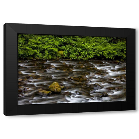 OR, Columbia Gorge Eagle Creek with vegetation Black Modern Wood Framed Art Print with Double Matting by Carter, Jean
