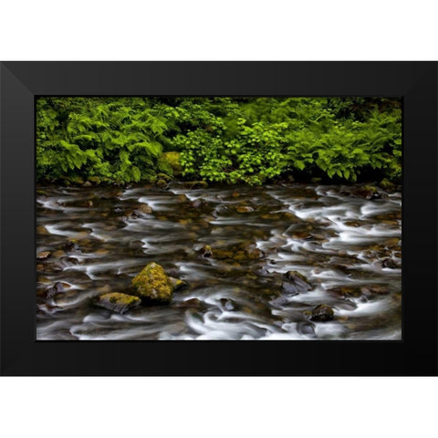 OR, Columbia Gorge Eagle Creek with vegetation Black Modern Wood Framed Art Print by Carter, Jean