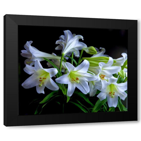 USA, Oregon Close-up of Easter lilies Black Modern Wood Framed Art Print by Carter, Jean