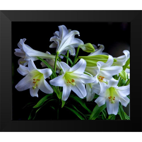 USA, Oregon Close-up of Easter lilies Black Modern Wood Framed Art Print by Carter, Jean