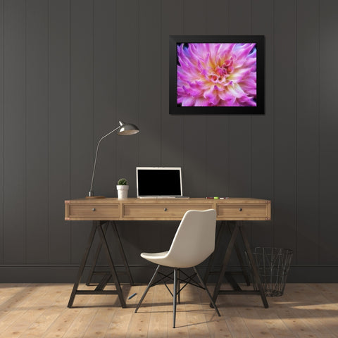 Oregon Abstract of digitally altered pink dahlia Black Modern Wood Framed Art Print by Carter, Jean