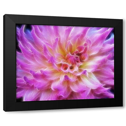 Oregon Abstract of digitally altered pink dahlia Black Modern Wood Framed Art Print with Double Matting by Carter, Jean