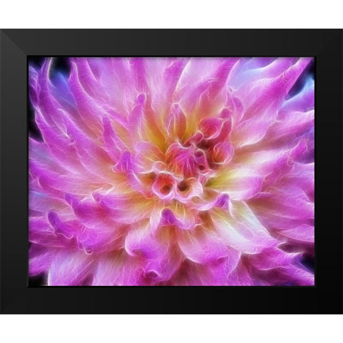 Oregon Abstract of digitally altered pink dahlia Black Modern Wood Framed Art Print by Carter, Jean