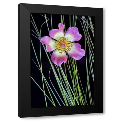 Oregon Close-up of anemone flower with grasses Black Modern Wood Framed Art Print by Carter, Jean