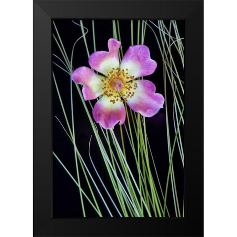 Oregon Close-up of anemone flower with grasses Black Modern Wood Framed Art Print by Carter, Jean