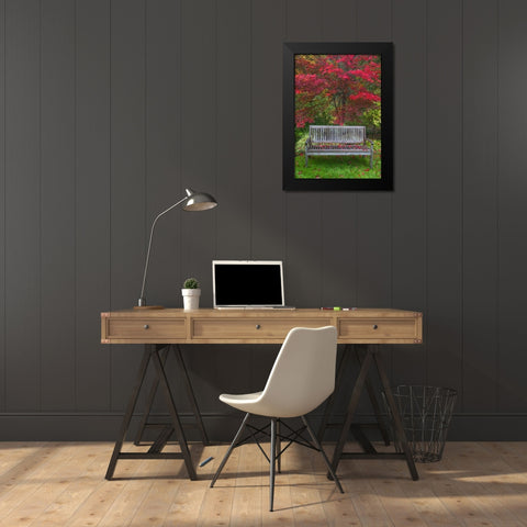 OR Garden bench and Japanese maple tree Black Modern Wood Framed Art Print by Carter, Jean