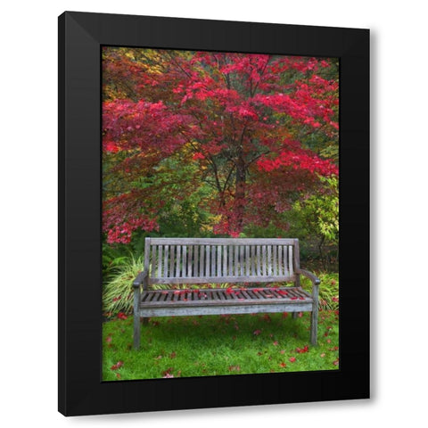 OR Garden bench and Japanese maple tree Black Modern Wood Framed Art Print with Double Matting by Carter, Jean