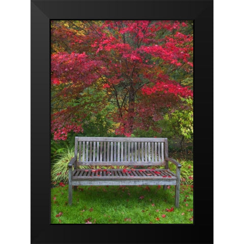 OR Garden bench and Japanese maple tree Black Modern Wood Framed Art Print by Carter, Jean
