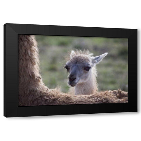 Oregon Captive baby llama and back of mother Black Modern Wood Framed Art Print with Double Matting by Carter, Jean