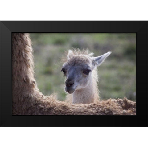 Oregon Captive baby llama and back of mother Black Modern Wood Framed Art Print by Carter, Jean