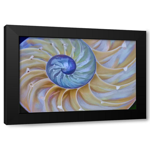 Oregon Chambered nautilus cut in half Black Modern Wood Framed Art Print by Carter, Jean