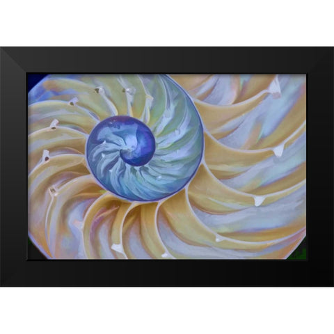 Oregon Chambered nautilus cut in half Black Modern Wood Framed Art Print by Carter, Jean