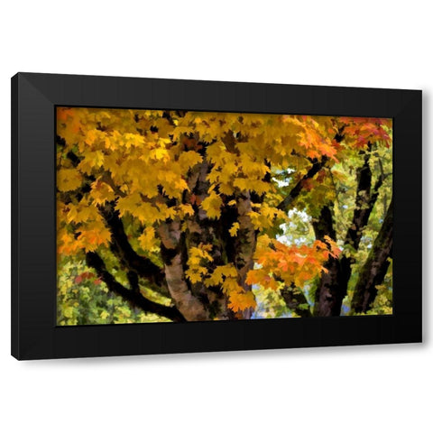 OR, Scottsburg Maple tree in Scottsburg Co Park Black Modern Wood Framed Art Print by Carter, Jean