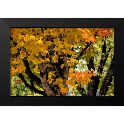 OR, Scottsburg Maple tree in Scottsburg Co Park Black Modern Wood Framed Art Print by Carter, Jean