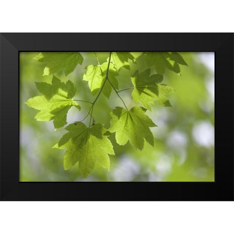 OR, Silverton Vine maple in Silver Falls SP Black Modern Wood Framed Art Print by Paulson, Don