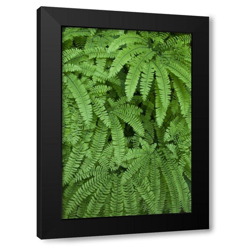 OR Maidenhair ferns in Silver Falls SP Black Modern Wood Framed Art Print by Paulson, Don