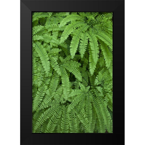 OR Maidenhair ferns in Silver Falls SP Black Modern Wood Framed Art Print by Paulson, Don