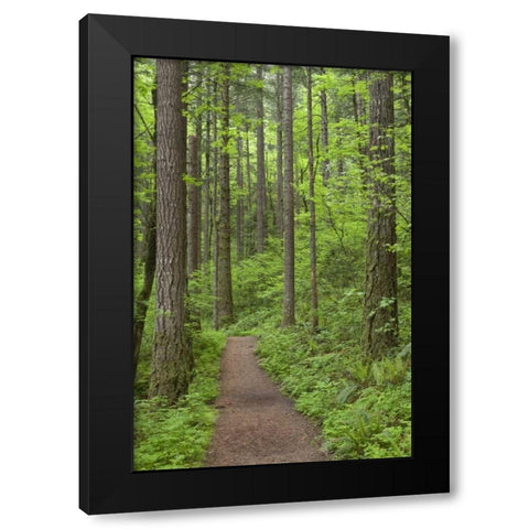 Oregon, Columbia River Gorge Elowah Falls Trail Black Modern Wood Framed Art Print by Paulson, Don
