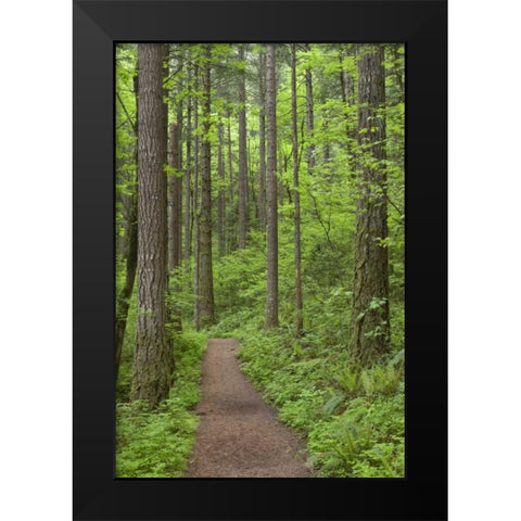 Oregon, Columbia River Gorge Elowah Falls Trail Black Modern Wood Framed Art Print by Paulson, Don