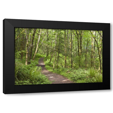 Oregon, Columbia River Gorge Elowah Falls Trail Black Modern Wood Framed Art Print by Paulson, Don