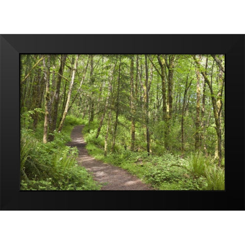 Oregon, Columbia River Gorge Elowah Falls Trail Black Modern Wood Framed Art Print by Paulson, Don